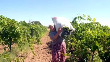 Manisa'da Yitip Giden Canlara Rağmen Değişen Bir Şey Yok