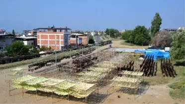 Nazilli Vadisinde 'Kurutulmuş Patlıcan' Sezonu Açıldı