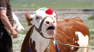 19. Atatürk'ün İzinde ve Gölgesinde Damal Şenlikleri