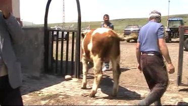 Buzağı Güzellik Yarışması' Düzenlendi