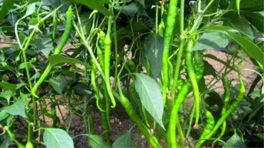 Hasadı Geciken Biberde Yüksek Rekolte Beklentisi