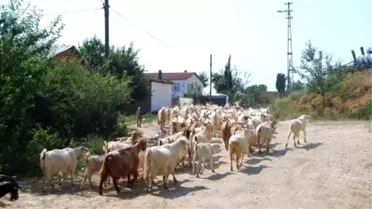Ölüm Merada Yakaladı