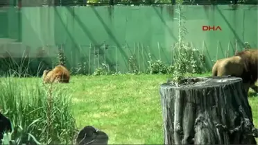 Bursa Yaz Sıcağından Bunalan Hayvanlara Buzlu Mönü