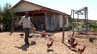 Küçük Bir Kümesten 70 Dönümlük Tavuk Çiftliğine