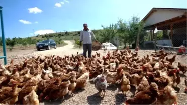 Küçük Bir Kümesten 70 Dönümlük Tavuk Çiftliğine