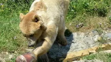 Yaz Sıcağından Bunalan Hayvanlara Buzlu Mönü