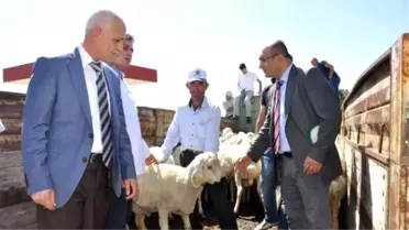 Yozgat'ta Besicilere Damızlık Koç Dağıtımı Yapıldı