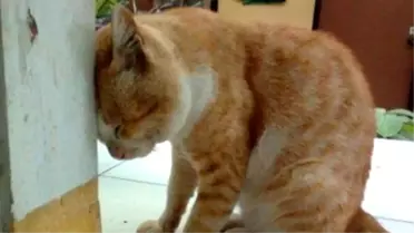 Kediniz Başını Duvara Yaslıyorsa Karaciğeri Rahatsız Demektir