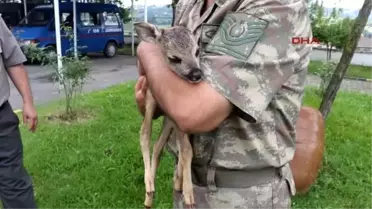 Samsun 2 Haftalık Yavru Karaca Yaralı Olarak Bulundu