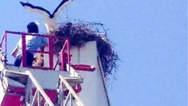 Sarayköy'de Yavru Leylek Operasyonu