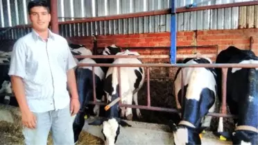 İnek Bakıp Okul Harçlığını Çıkarıyor