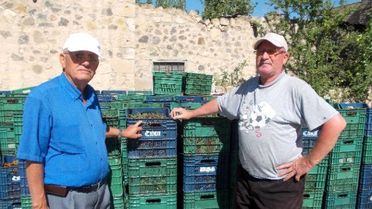 Niğde'de Vişne Hasadı Başladı