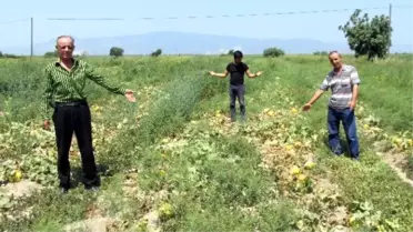 Kavun Üreticisinin Ağzının Tadı Yok
