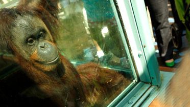 Orangutan, Hamile Kadının Göbeğini Öptü