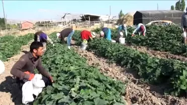 Turşuluk Salatalık Hasadı Rötarlı Başladı