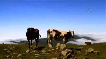 Yeşil Yol Güzergahında Günübirlik Tur