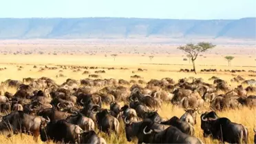 Keşif ve Macera Zamanı: Kenya- Tanzanya- Kilimanjaro