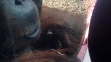 Hamile Kadının Göbeğini Öpen Orangutan