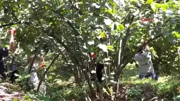Ordu Valisi: Teröristlerle, Güneydoğu'dan Fındık Toplamaya Gelenler Eş Tutulmamalı