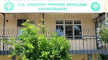 Pancar Üretimi Bitme Noktasında