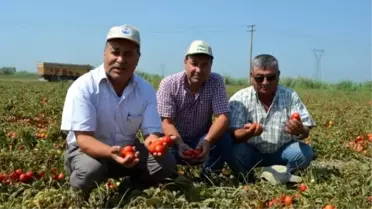 Pamuk Ambarı Söke Ovası'nda Salçalık Domates Üretimi Artıyor