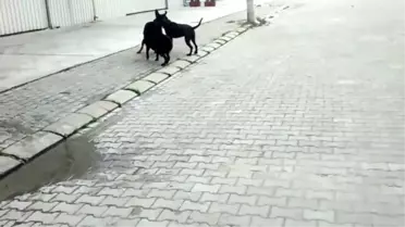 Rottweiler ve Cane Corso Sokak Köpeğiyle Kavga Ediyorlar