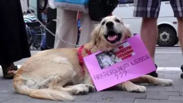 Animal Activists Protest 50 Dogs Found Dead İn Rig Trailer