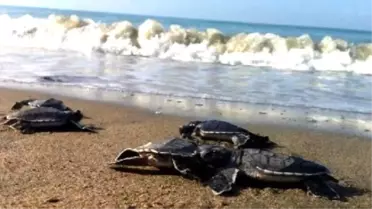 Caretta Massacre Seen To Occur Under State Permission'