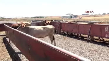Kars - Kurban Sevkiyatında 'Terör' Korkusu