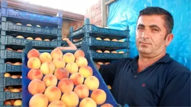 Terör, Şeftali Üreticisini de Vurdu