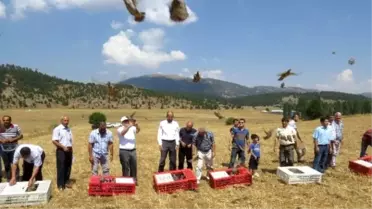 Saimbeyli'de Bin Keklik Doğayla Buluştu