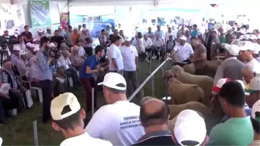 Fuarda Koyun ve Koç Güzellik Yarışması