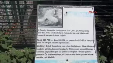 Zonguldak'ta Timsah, Görenleri Şaşırtıyor