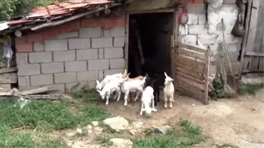 Çanakkale'de 13 Günlük Oğlaklar Süt Veriyor
