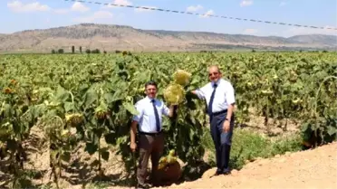 Denizli, Çerezlik Ayçiçeği Üretiminde Zirveye Çıktı