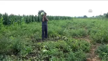 Bafra Karpuzu Çiftçinin Yüzünü Güldürmedi