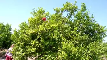 Muğla'da Limon İhalesi Yapıldı