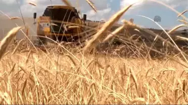Bayburtlu Hububat Üreticileri, Hasat Döneminden Umutlu