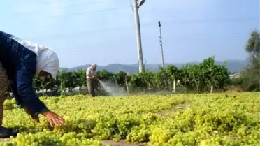 Sarıgöl'de Üzüm Hasadına Başlandı