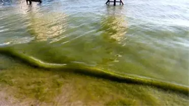 Tekirdağ'da Yeniçiftlik'teki Denize Yosundan Girilmiyor