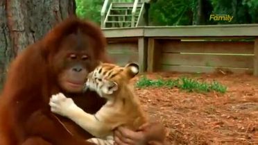 Kendini Kaplanların Annesi Sanan Orangutan