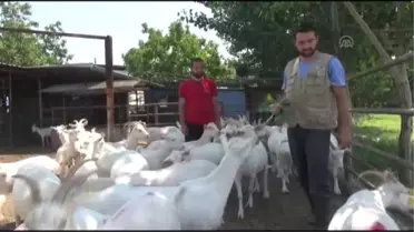 Üniversite Mezunu İkiz Kardeşler Hayvancılığı Seçtiler