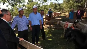 Bilecik'te 'Koç, Teke Yarışması' ve 'Katım' Töreni