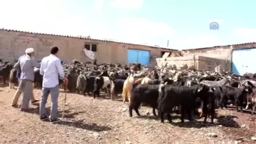 Devlet Desteğiyle Damızlık Hayvan Sahibi Oldular