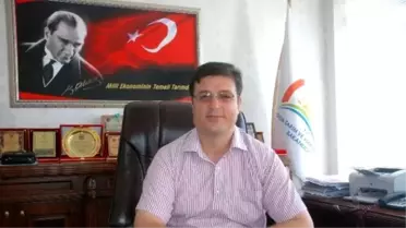 Tokat'ta 22 Bin Dekar Alanda Fındık Üretimi