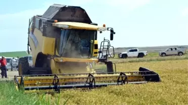Çeltik Diyarı İpsala'da Hasat Dualarla Başladı