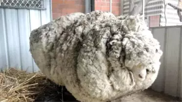 6 Yıllık Kaçak Koyun Kırpıldı