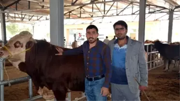 Kelkit Hayvan Pazarında Kurbanlıklar Görücüye Çıktı