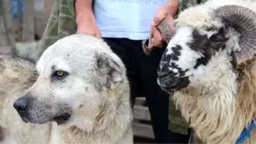 'Garip', 'Şampiyon'u Pazarda da Yalnız Bırakmıyor