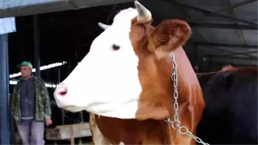 Kurbanlık Seçiminde Püf Noktalar